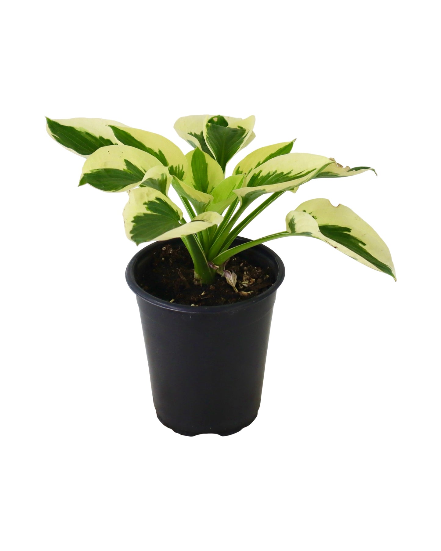 Hosta ‘Brim Cup’ - Perennials