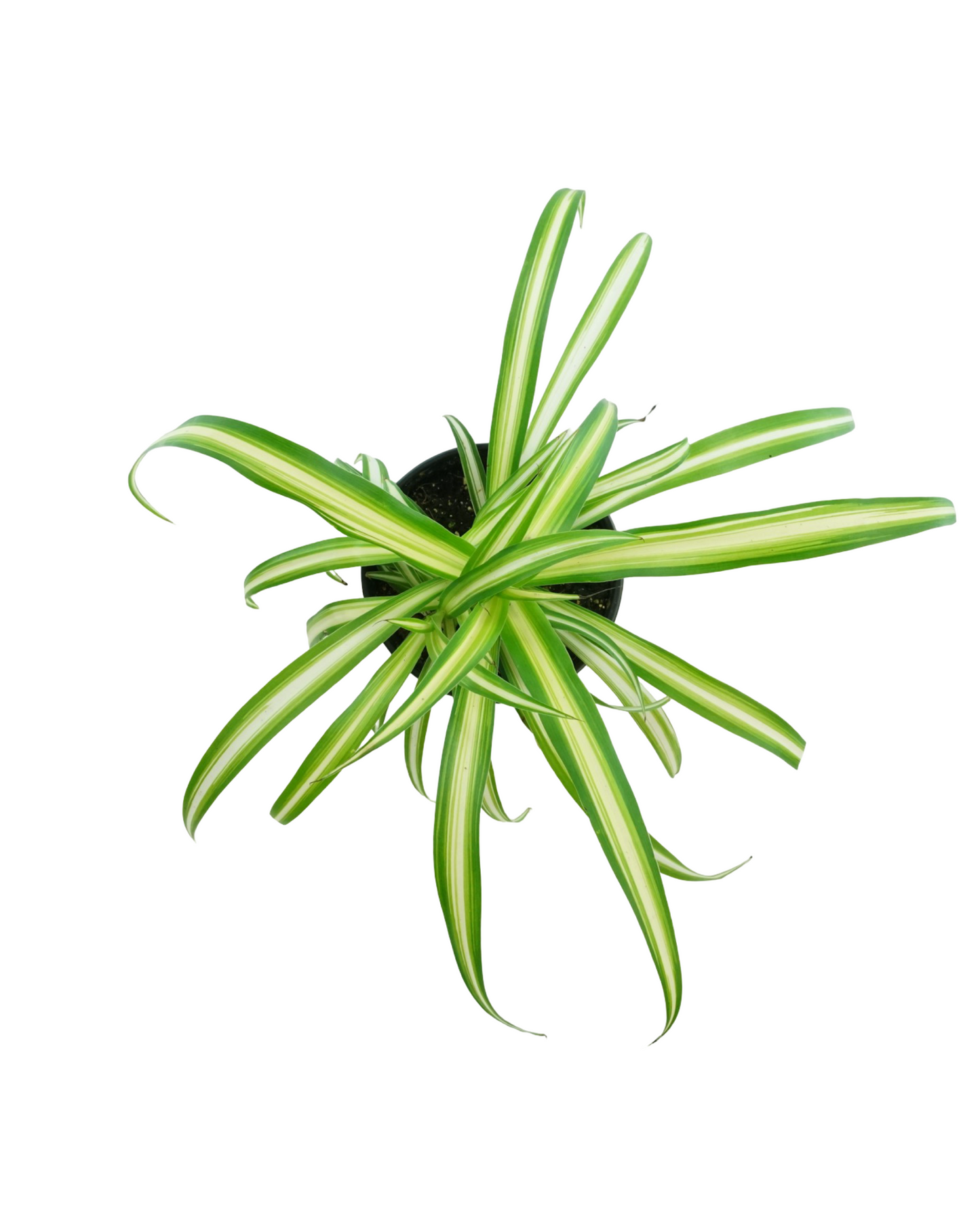 Chlorophytum comosum - House Plants