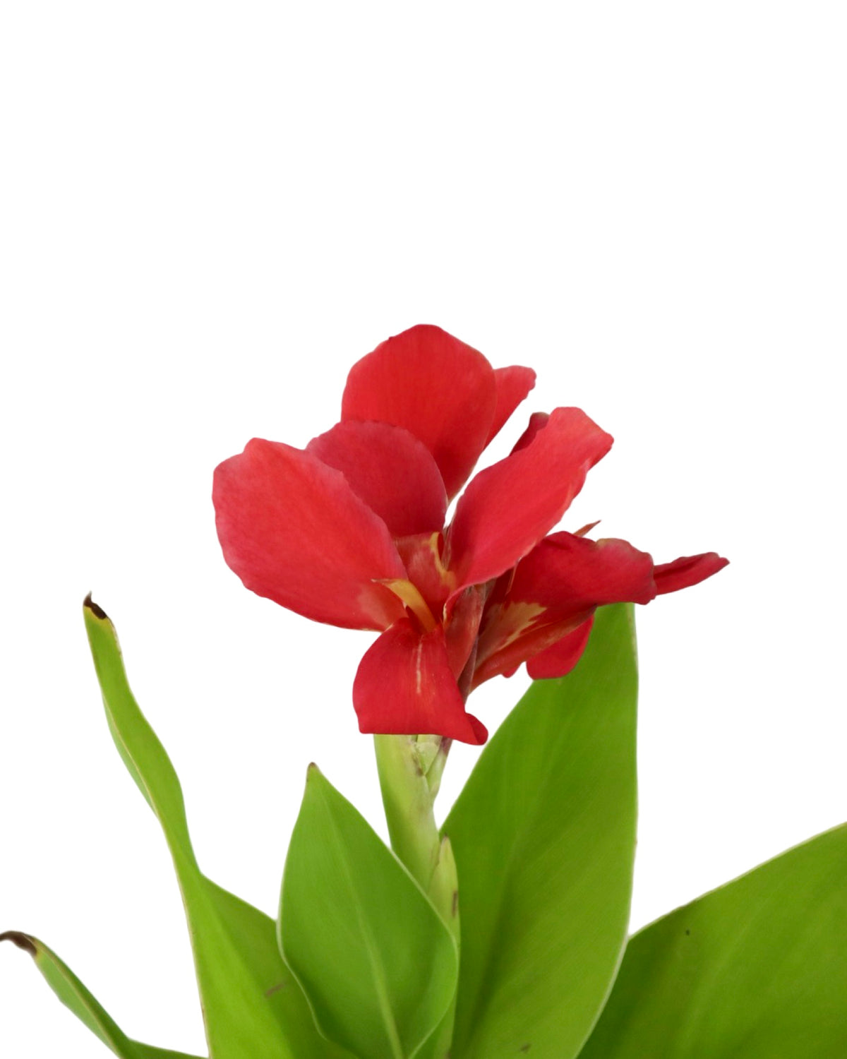 Canna Cannova® Scarlet - Perennials