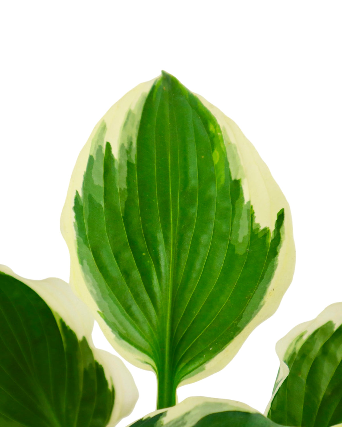 Hosta 'Minuteman' - Perennials
