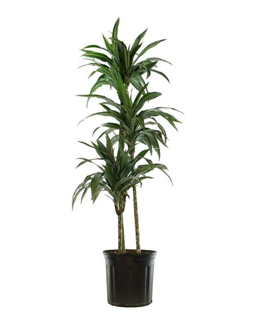 Dracaena warneckii