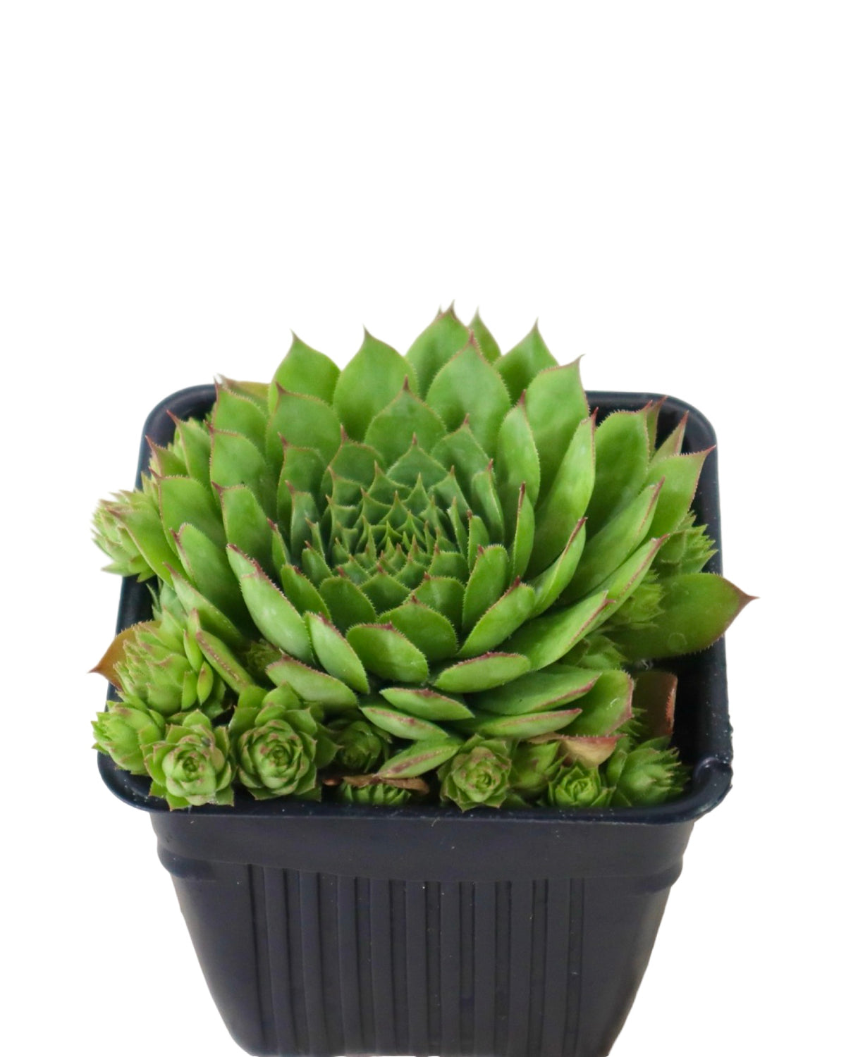 Sempervivum assorted - Groundcovers