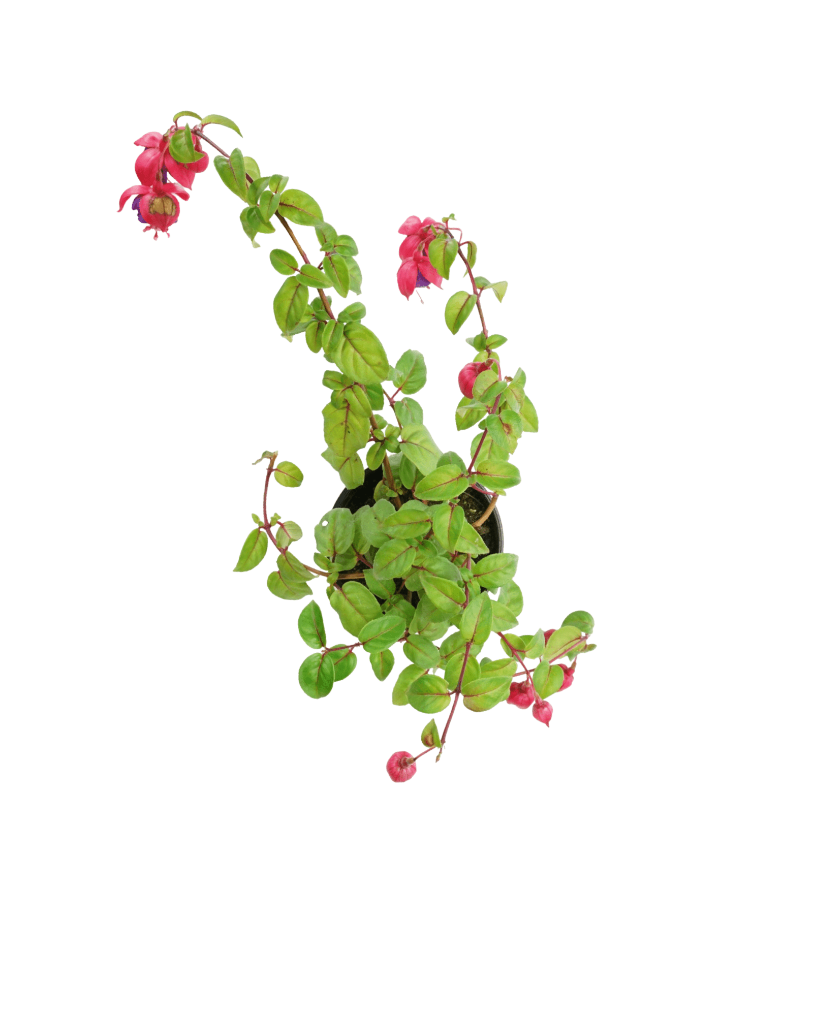 Fuchsia 'Dark Eyes' - The Garden Corner