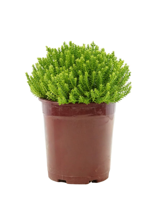 Hebe 'Emerald Gem' - The Garden Corner