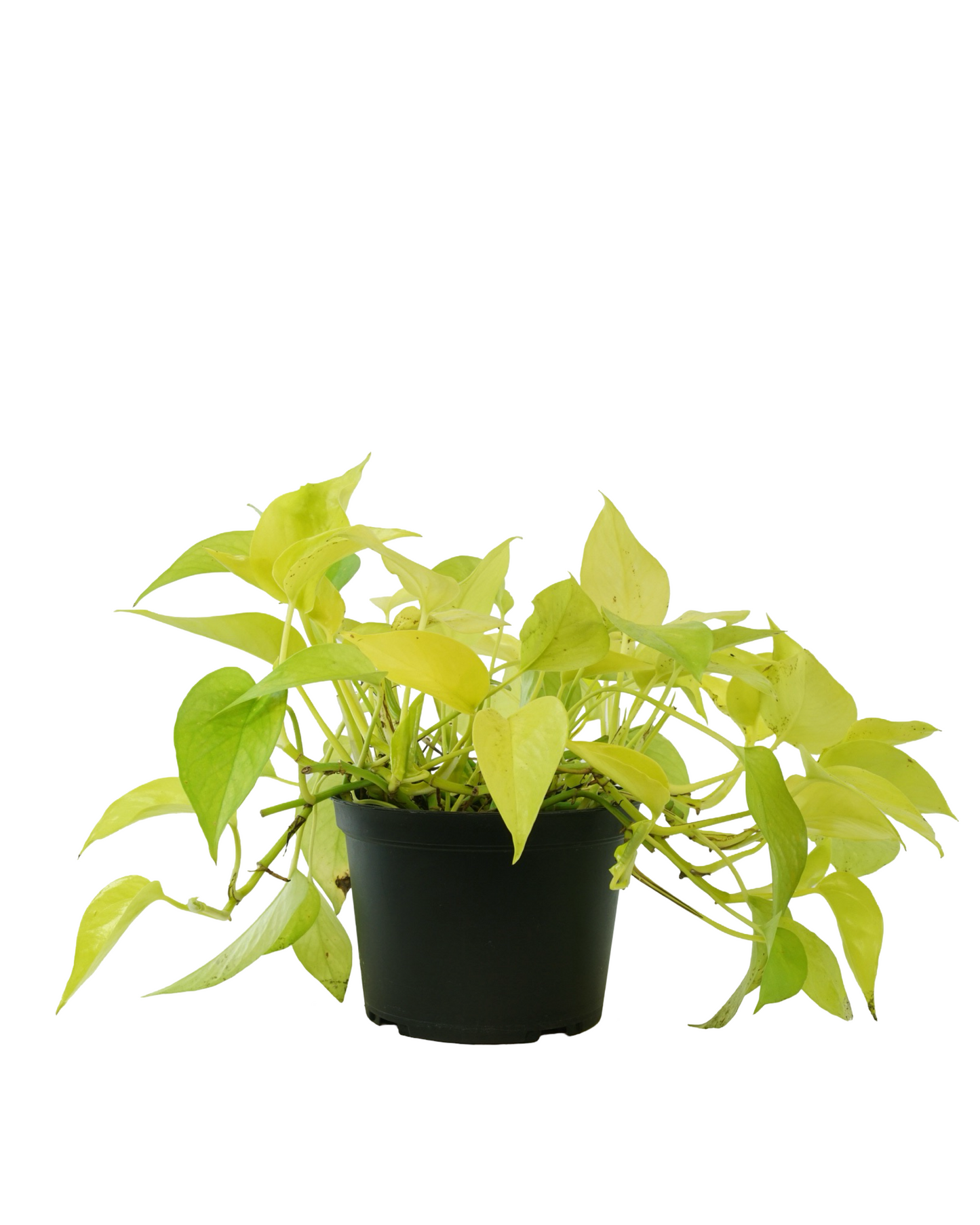Epipremnum aureum 'Neon'