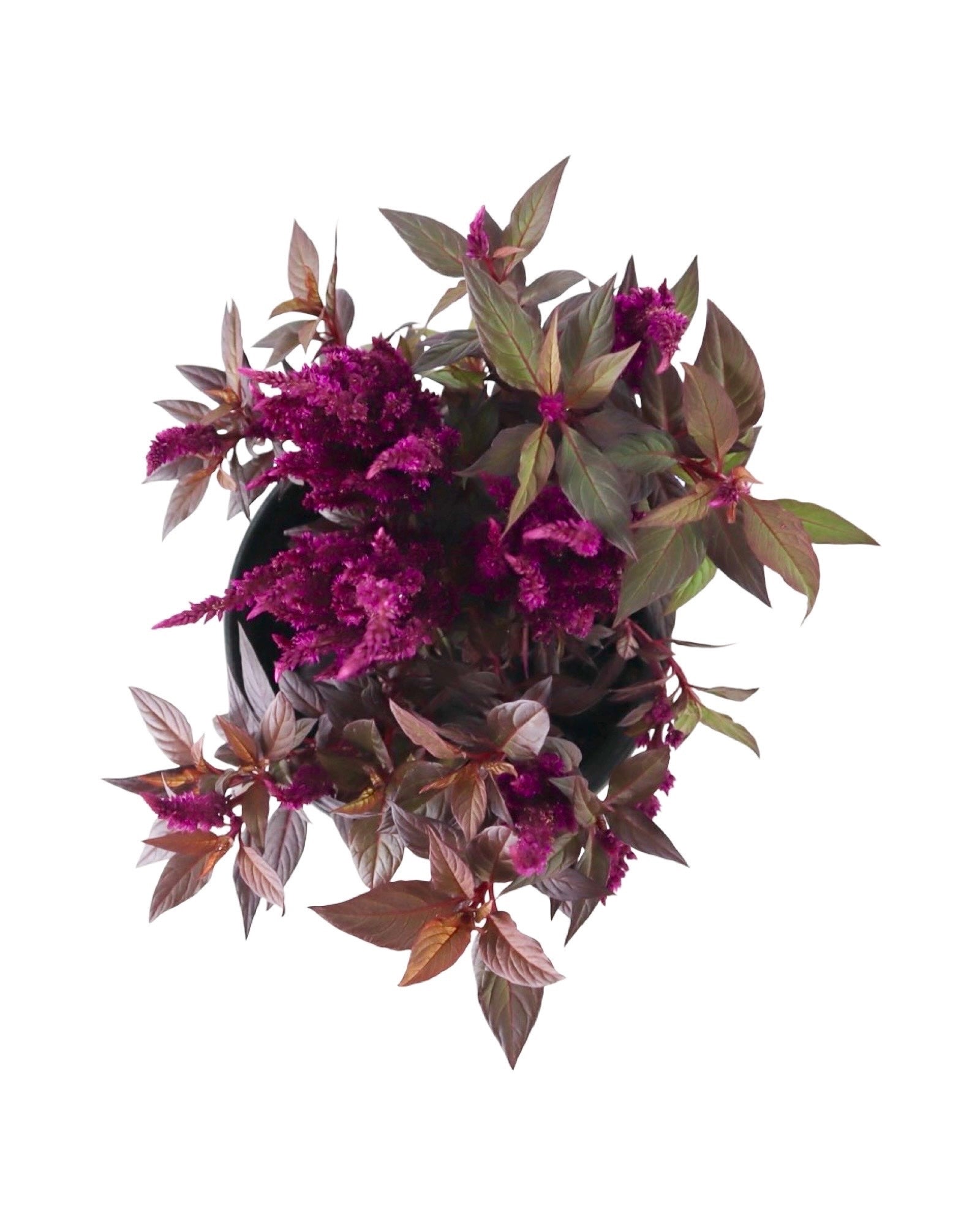 Celosia Kelos® Fire 'Purple' - Annuals