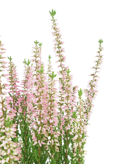 Calluna 'Michelle'