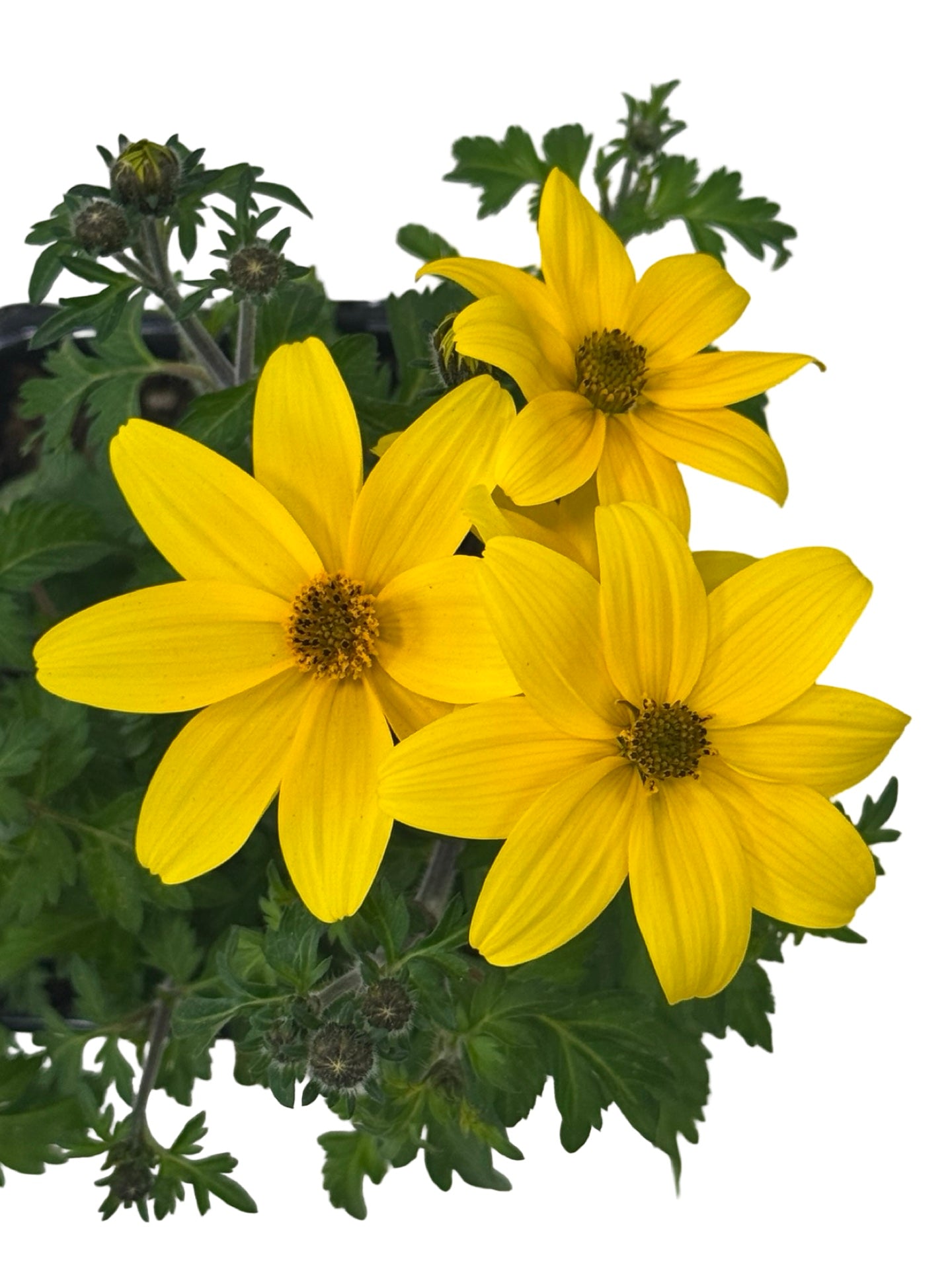 Bidens Namid™ 'Compact Yellow' - Annuals