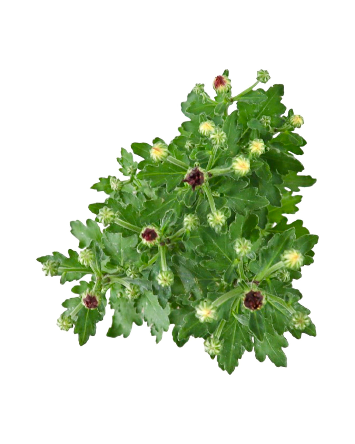 Chrysanthemum 'Loki Red' - Seasonal Plant