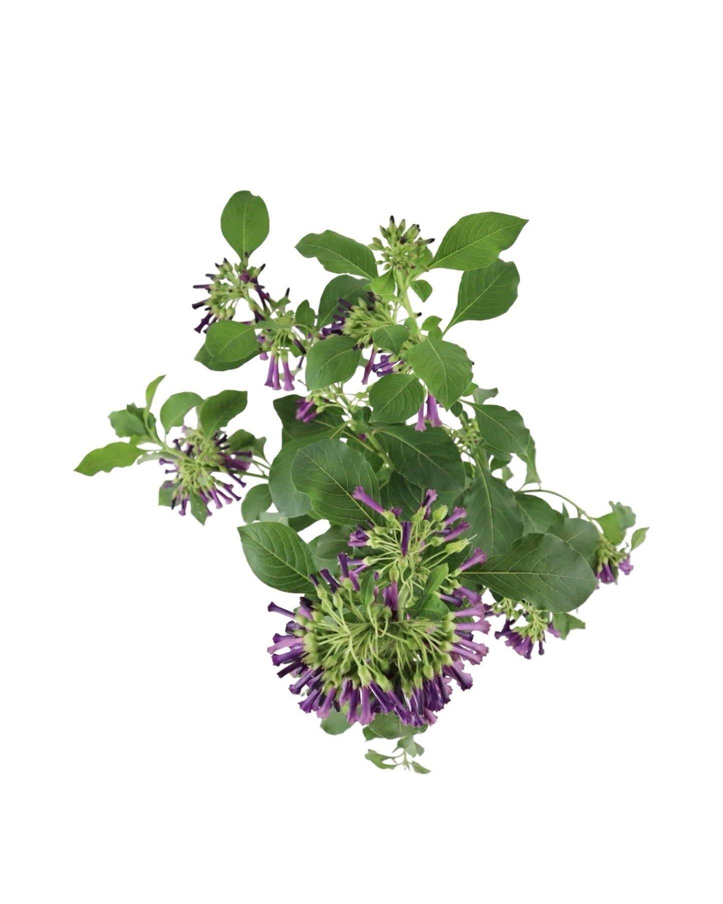 Iochroma cyaneum - Perennials