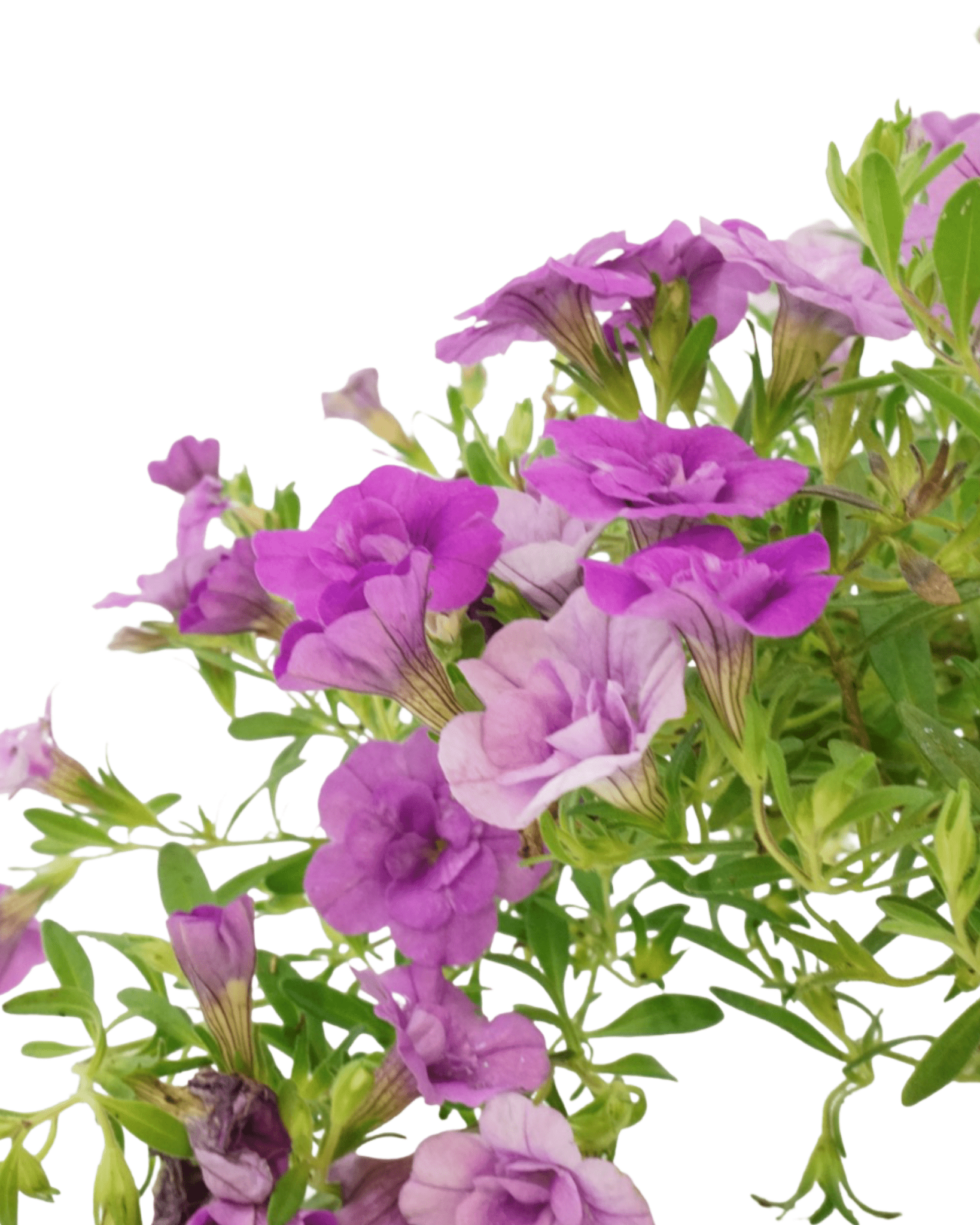 Calibrachoa 'Minifamous Double Amethyst' - The Garden Corner