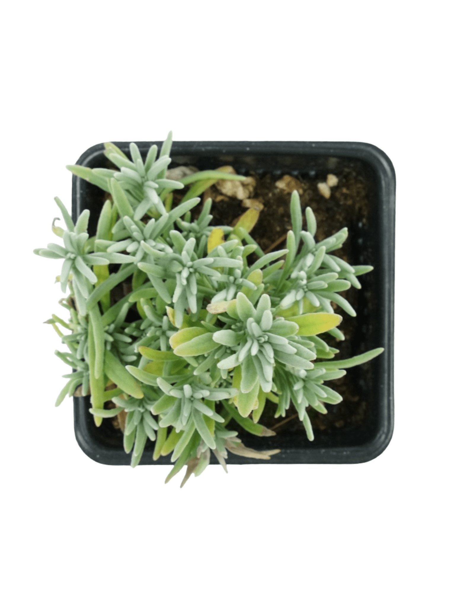 Lavandula 'Edelweiss' - The Garden Corner