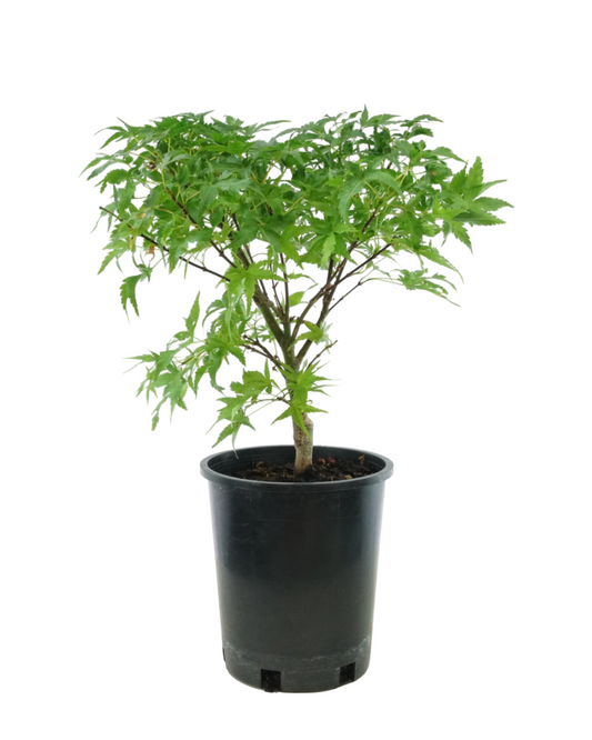 Acer palmatum 'Sharp's Pygmy'