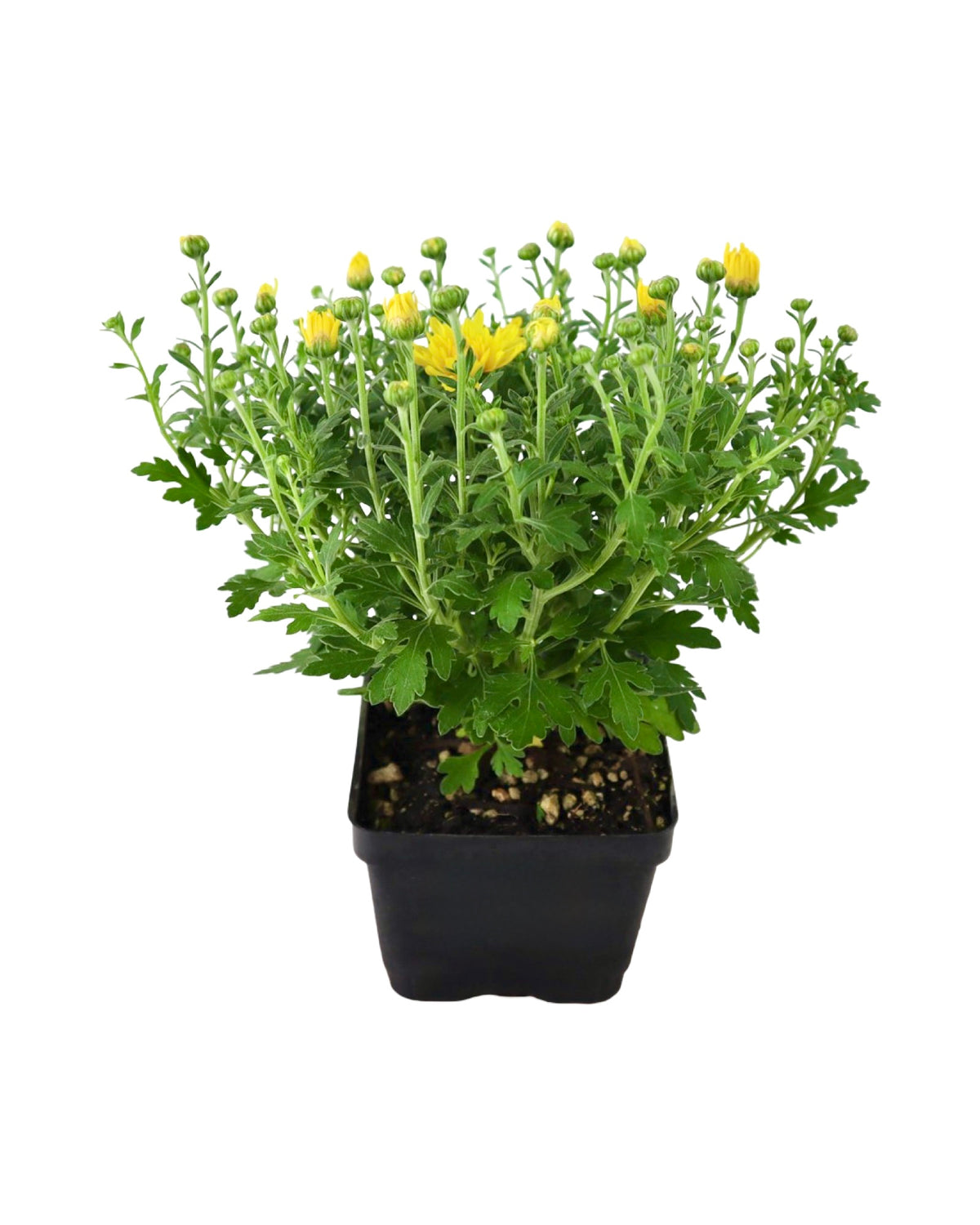 Chrysanthemum 'Honeybush Yellow' - Seasonal Plant