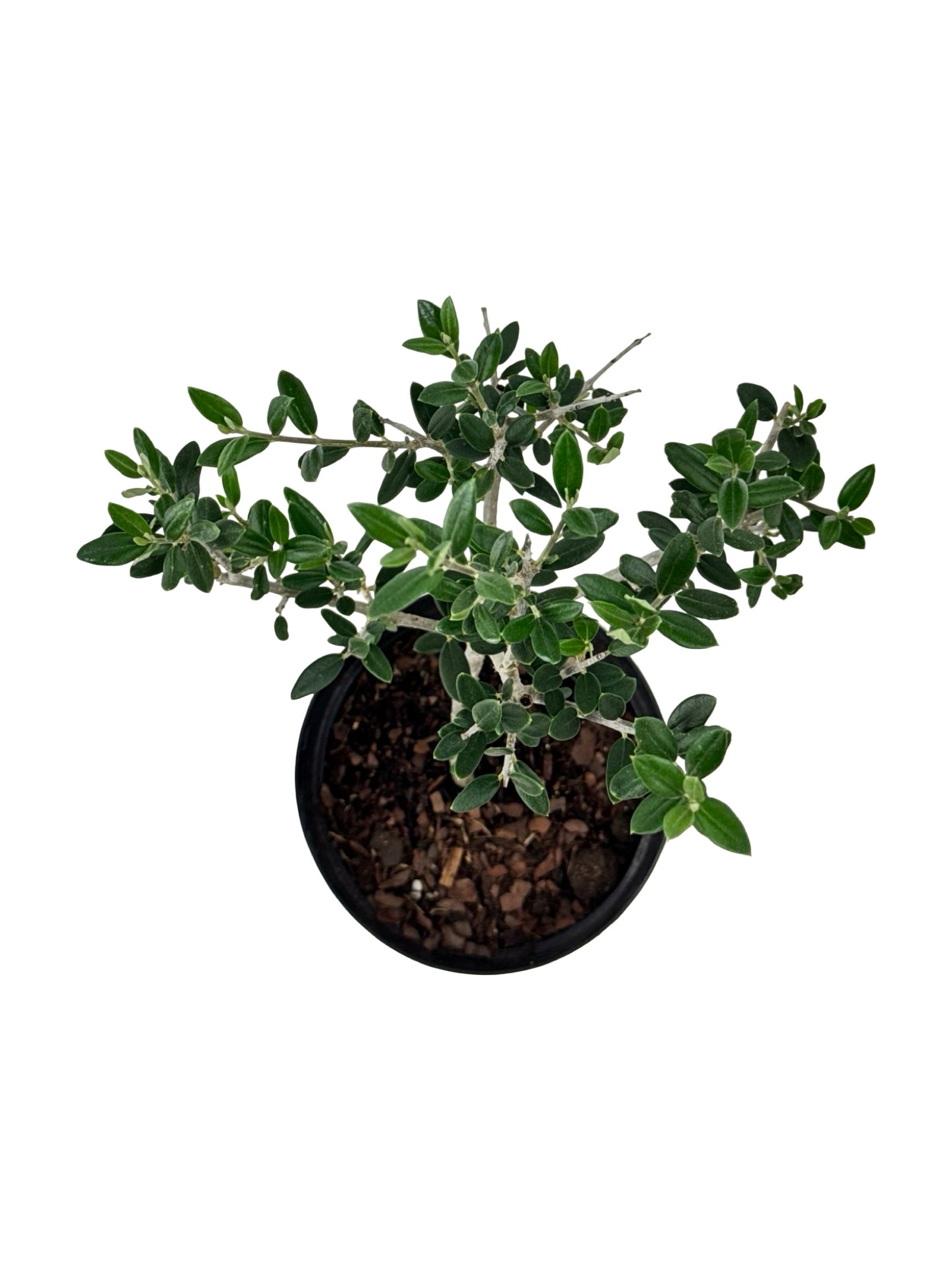 Olea europaea - Shrubs