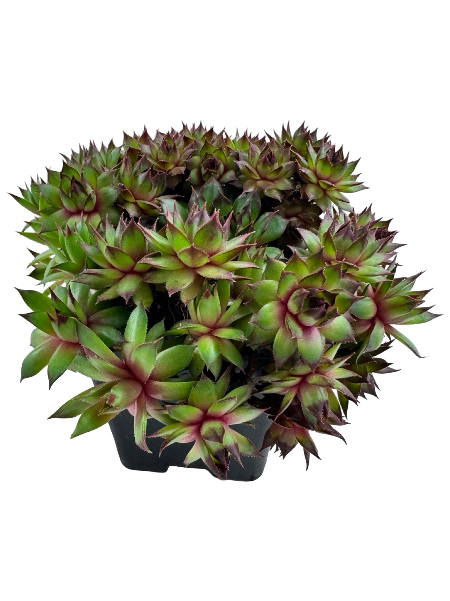 Sempervivum 'Carmen' - Groundcovers