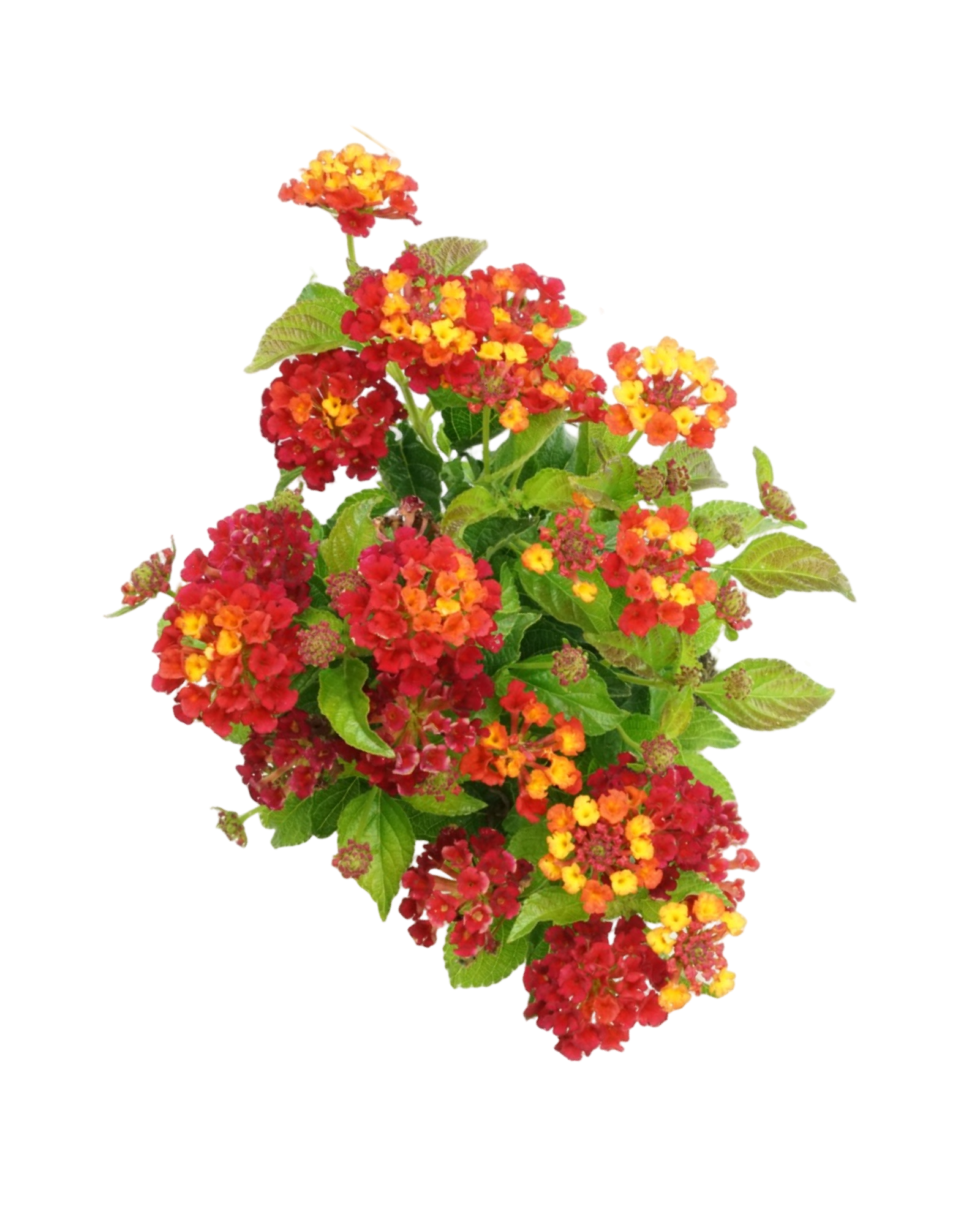 Lantana 'Bandolero Red' - Annuals