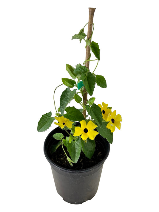 Thunbergia alata Sunny™ 'Lemon Star' - Annuals
