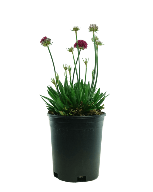 Armeria pseudarmeria 'Hypnotic Dreams' - The Garden Corner