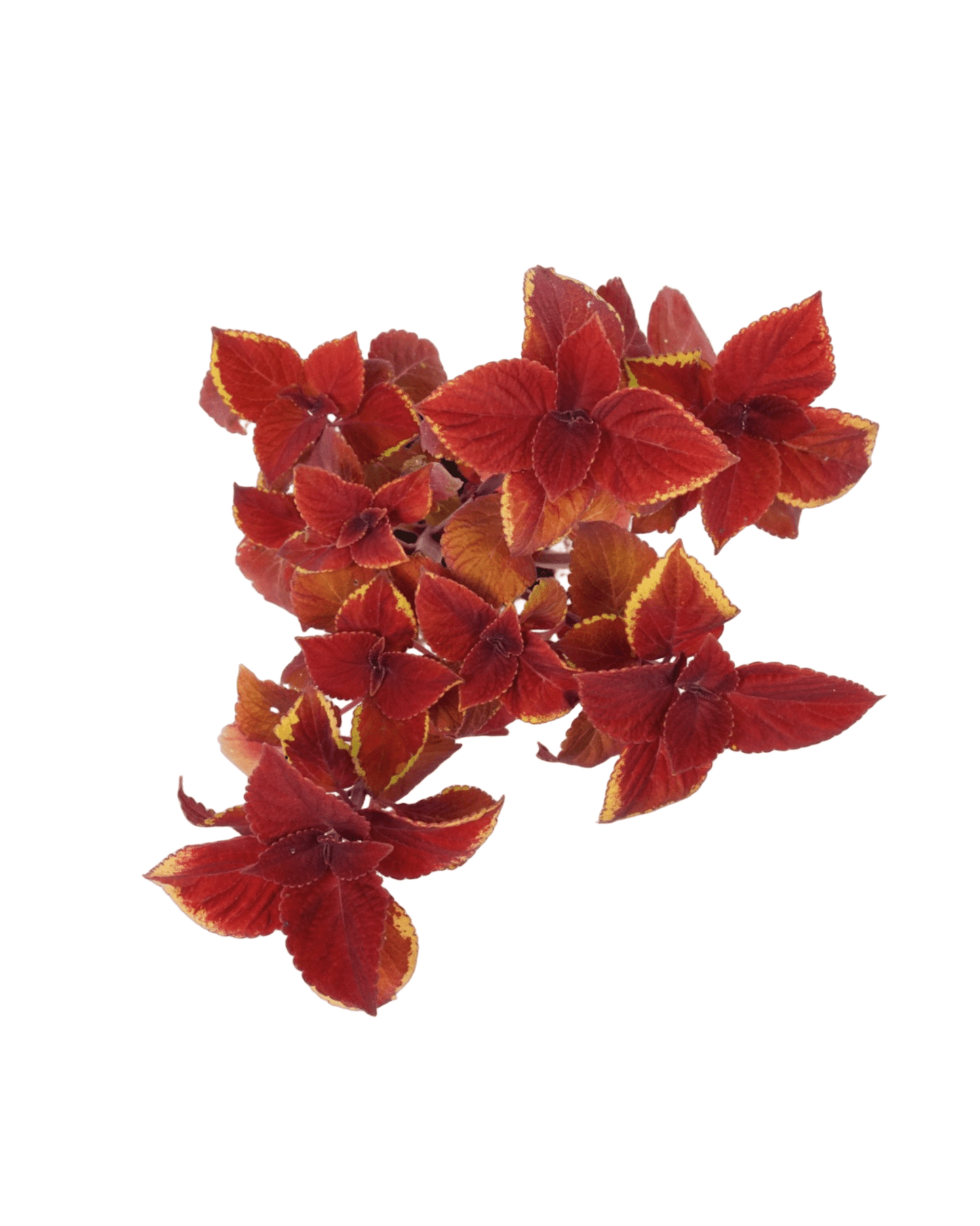 Coleus 'Campfire' - The Garden Corner