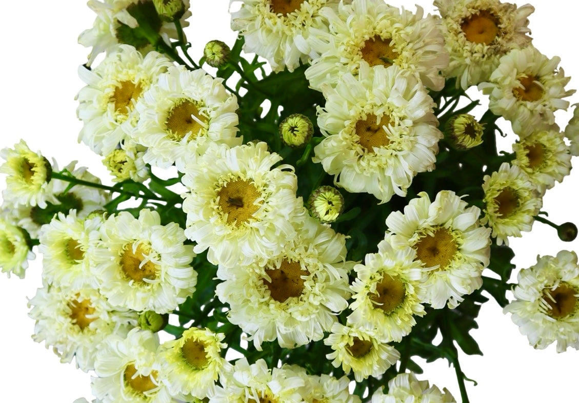 Leucanthemum 'Real Charmer' - Perennials