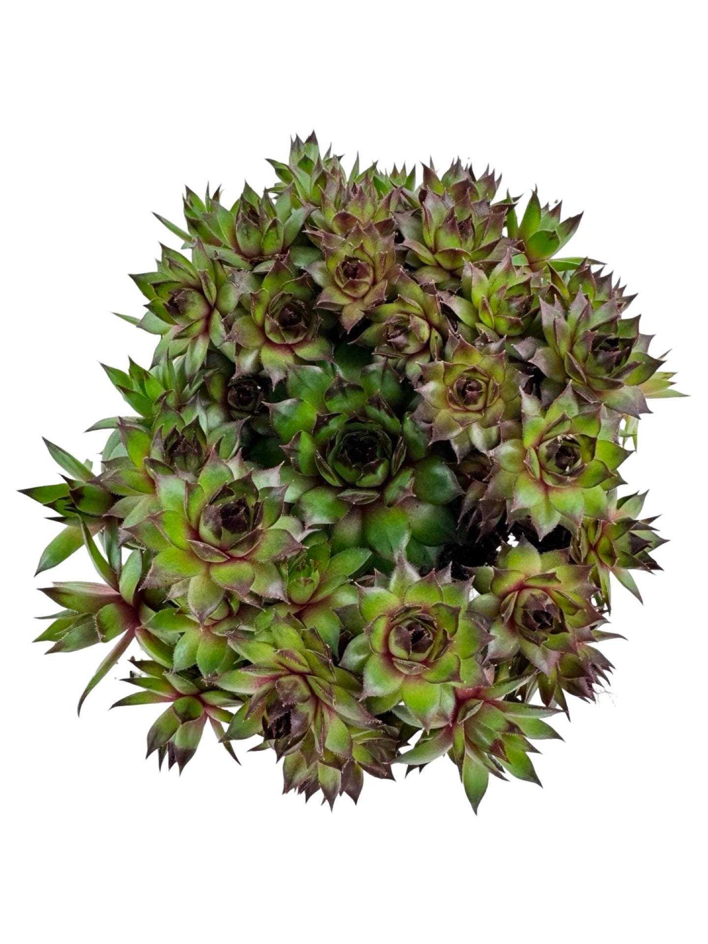 Sempervivum 'Carmen' - Groundcovers