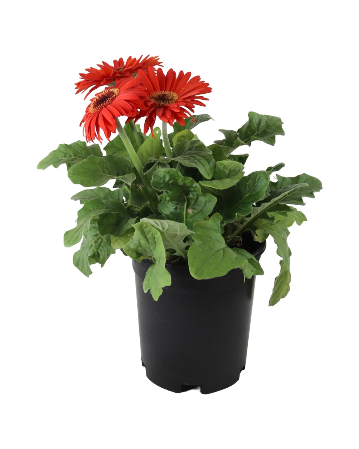 Gerbera Assorted - Annuals