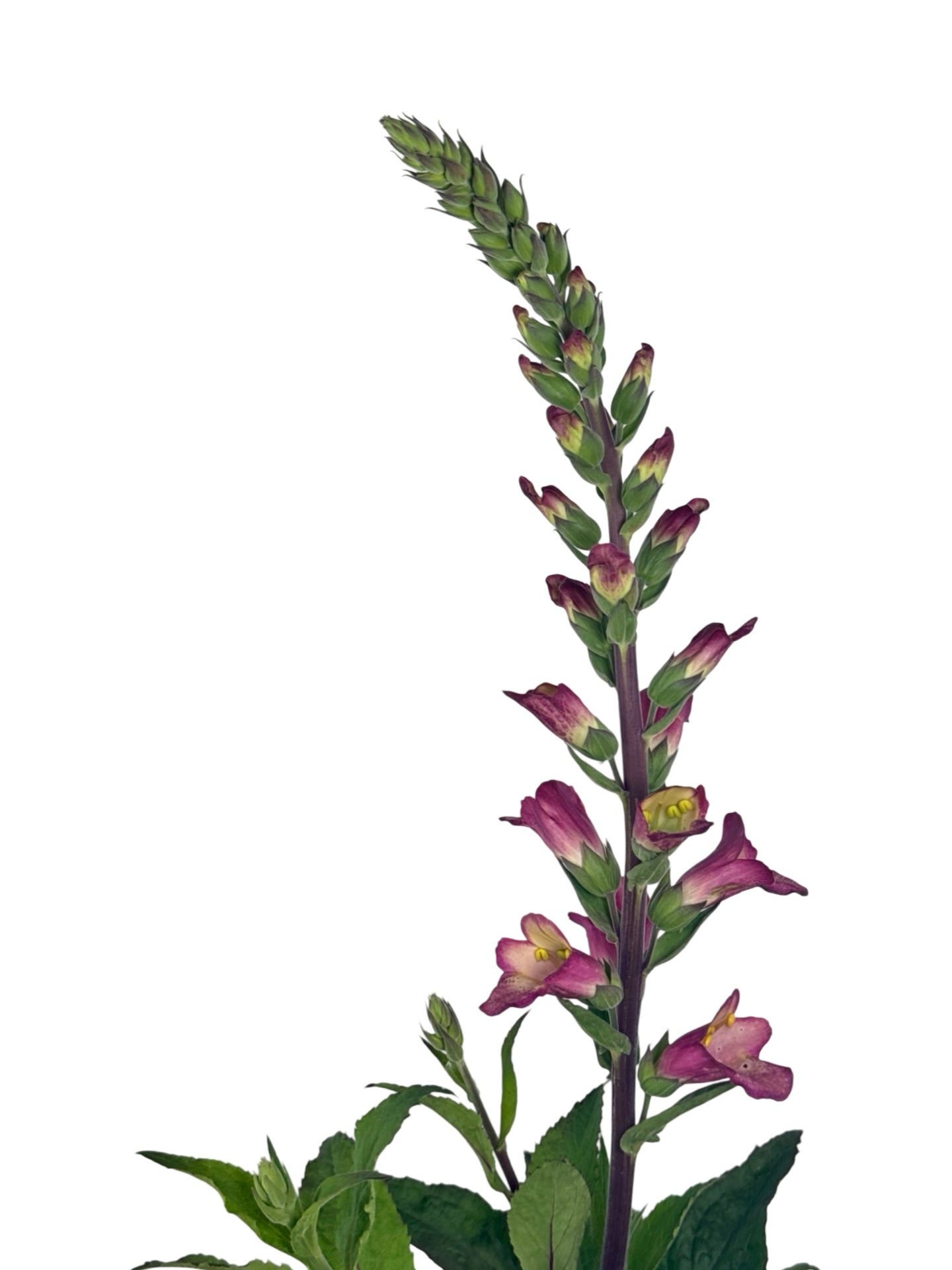 Digiplexis 'Berry Canary' - Perennials