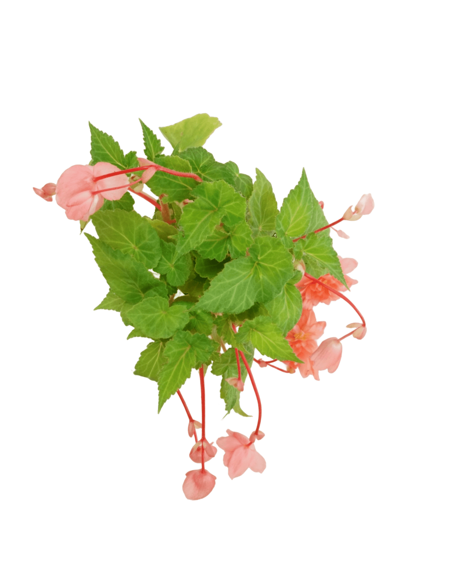 Begonia Illumination® 'Salmon Pink' - The Garden Corner