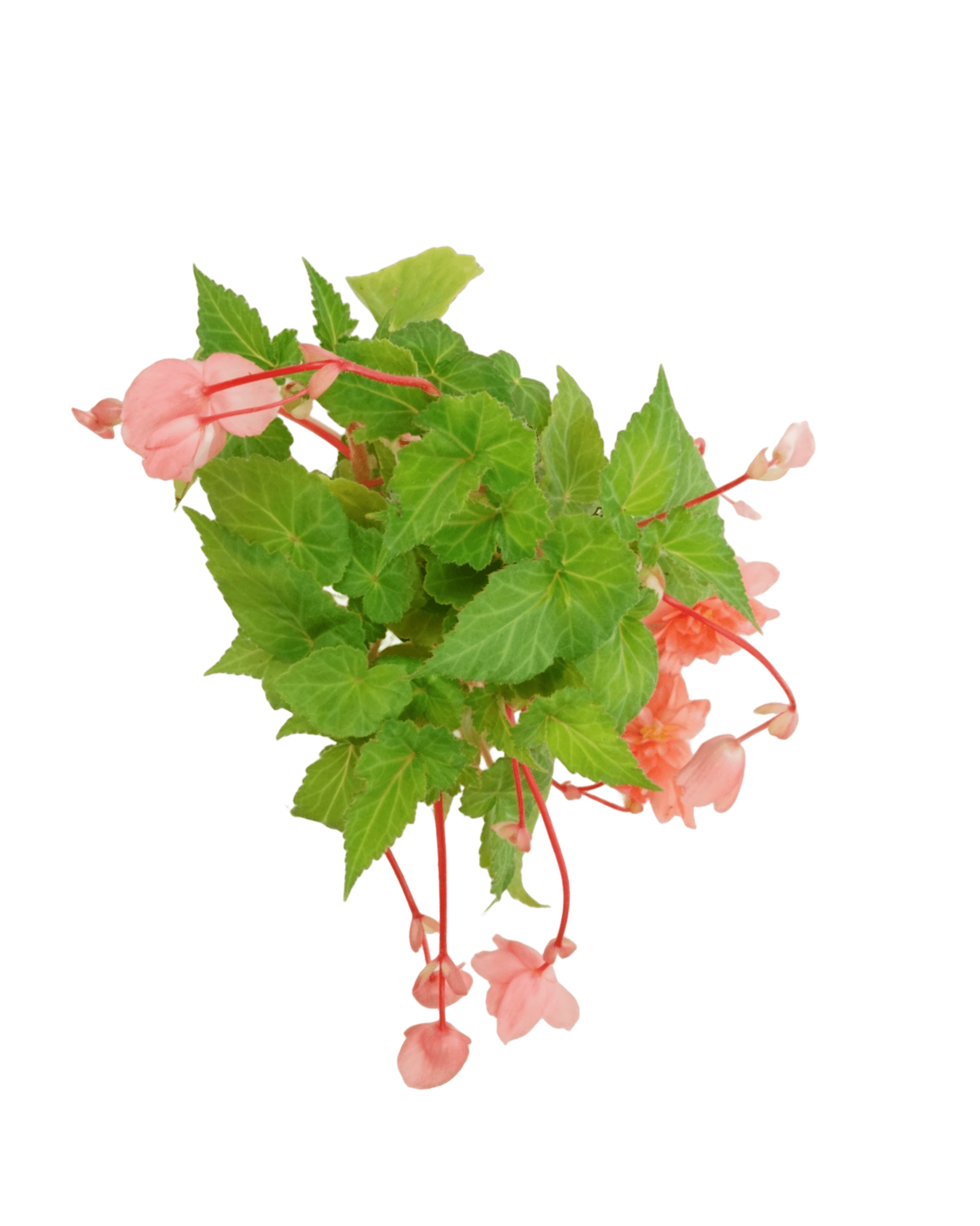 Begonia Illumination® 'Salmon Pink' - The Garden Corner