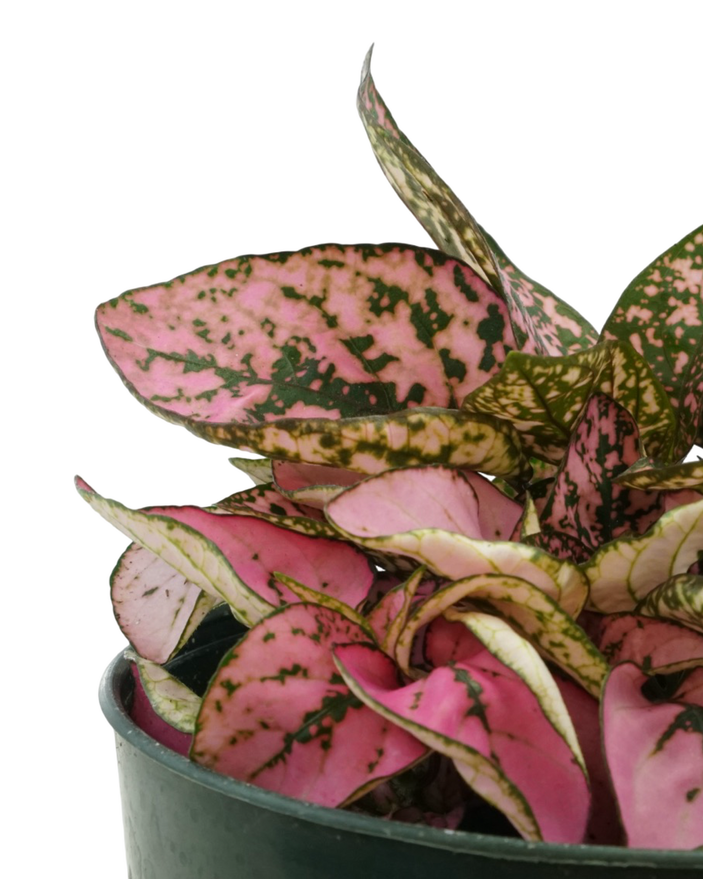 Hypoestes phyllostachya 'Pink' - House Plants