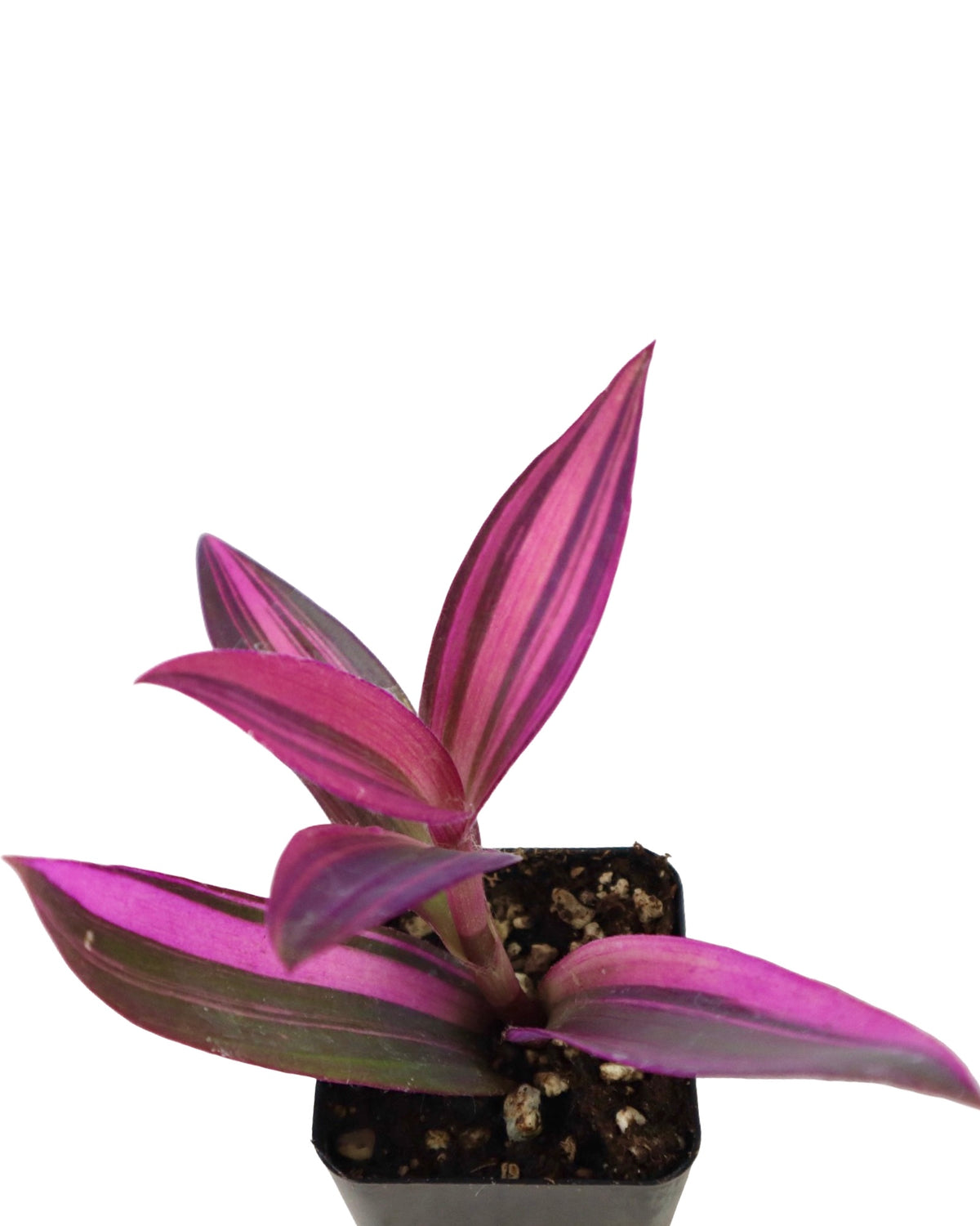 Tradescantia Assorted - House Plants