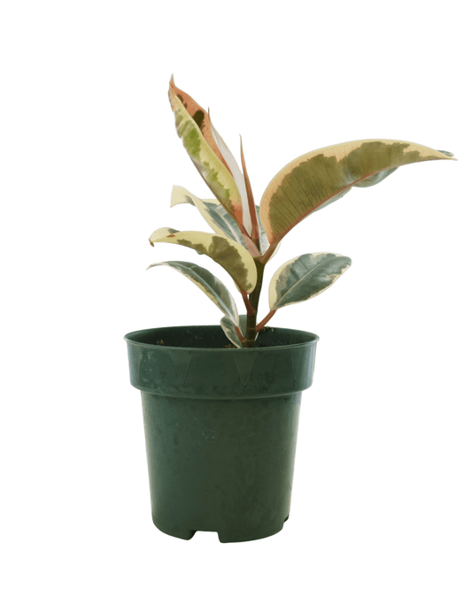 Ficus elastica 'Tineke' - The Garden Corner