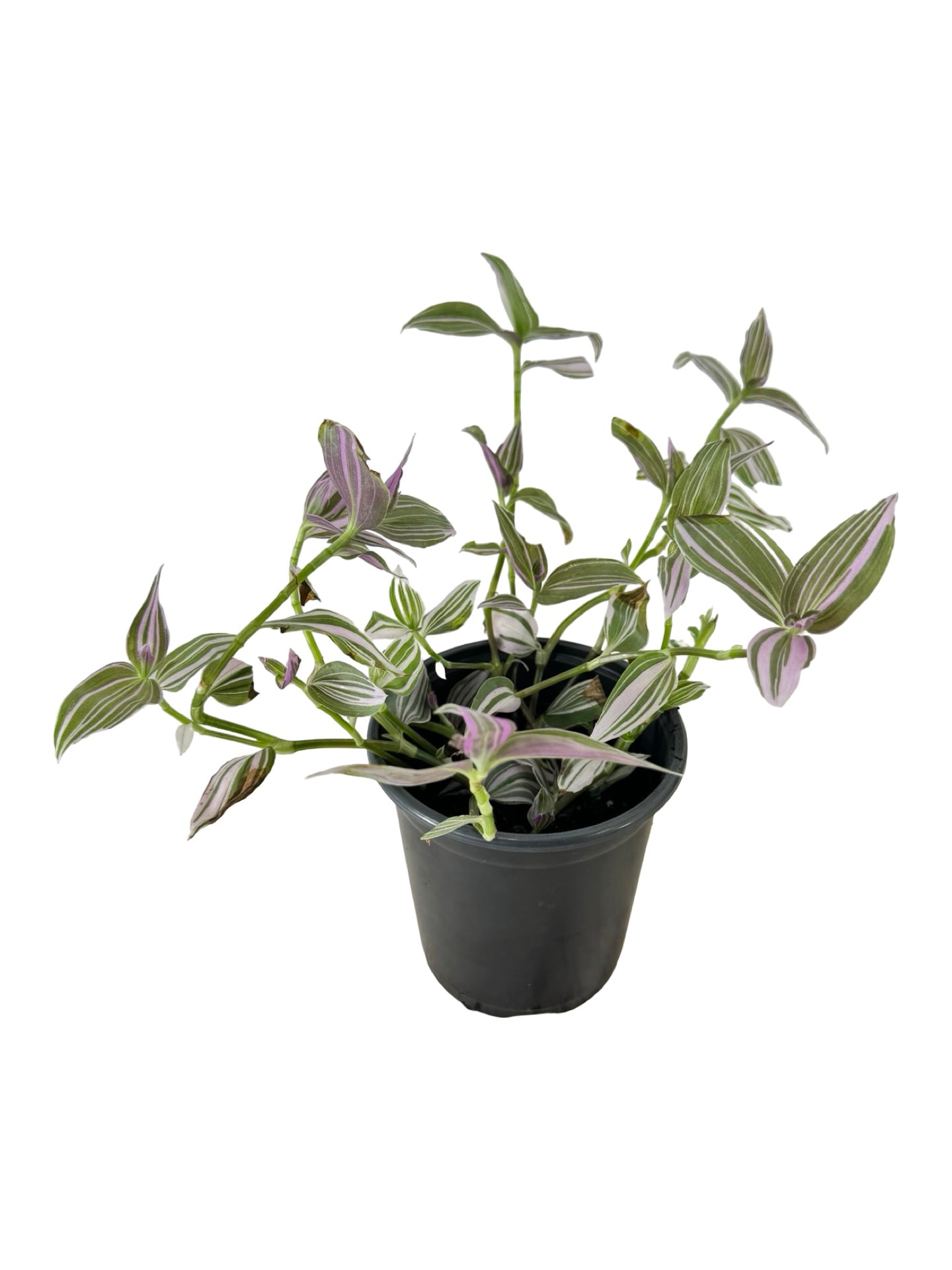 Tradescantia 'Pink Lollipop' - House Plants
