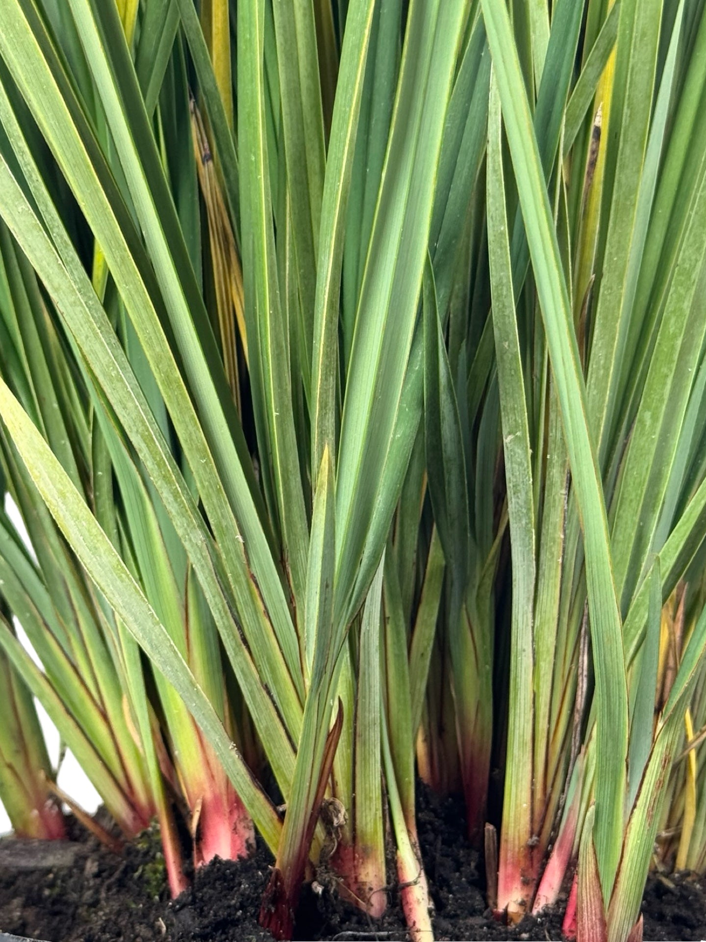 Dianella revoluta 'Little Rev' - Perennials