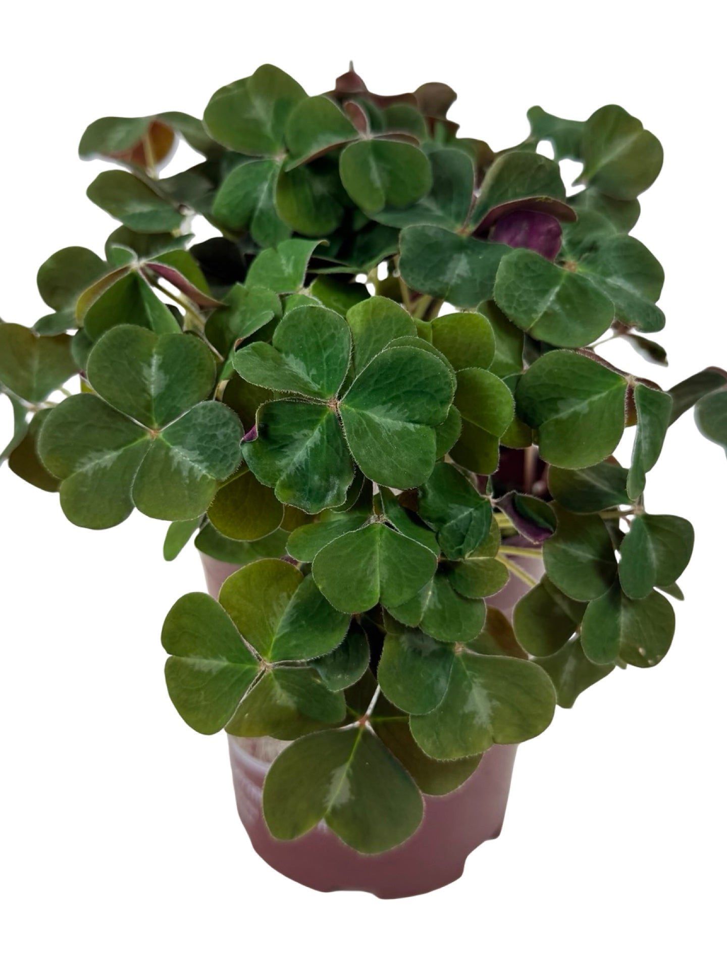 Oxalis oregana 'Klamath Ruby' - Perennials