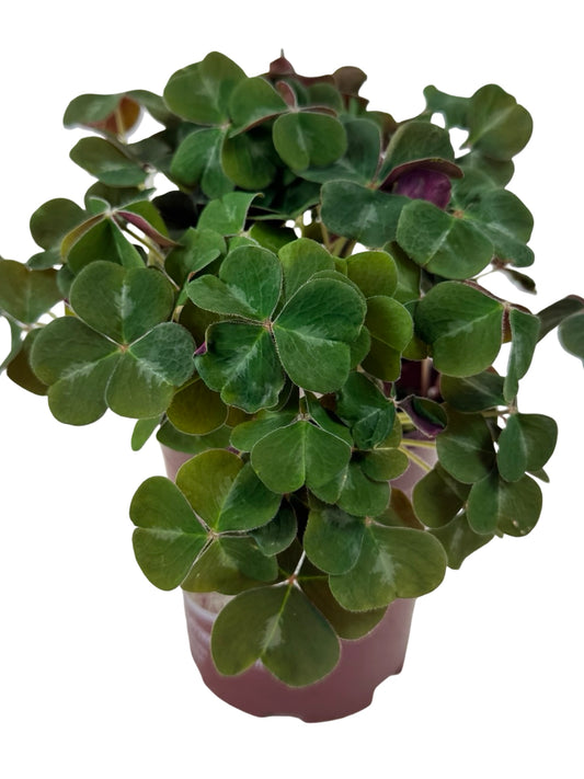 Oxalis oregana 'Klamath Ruby' - Perennials