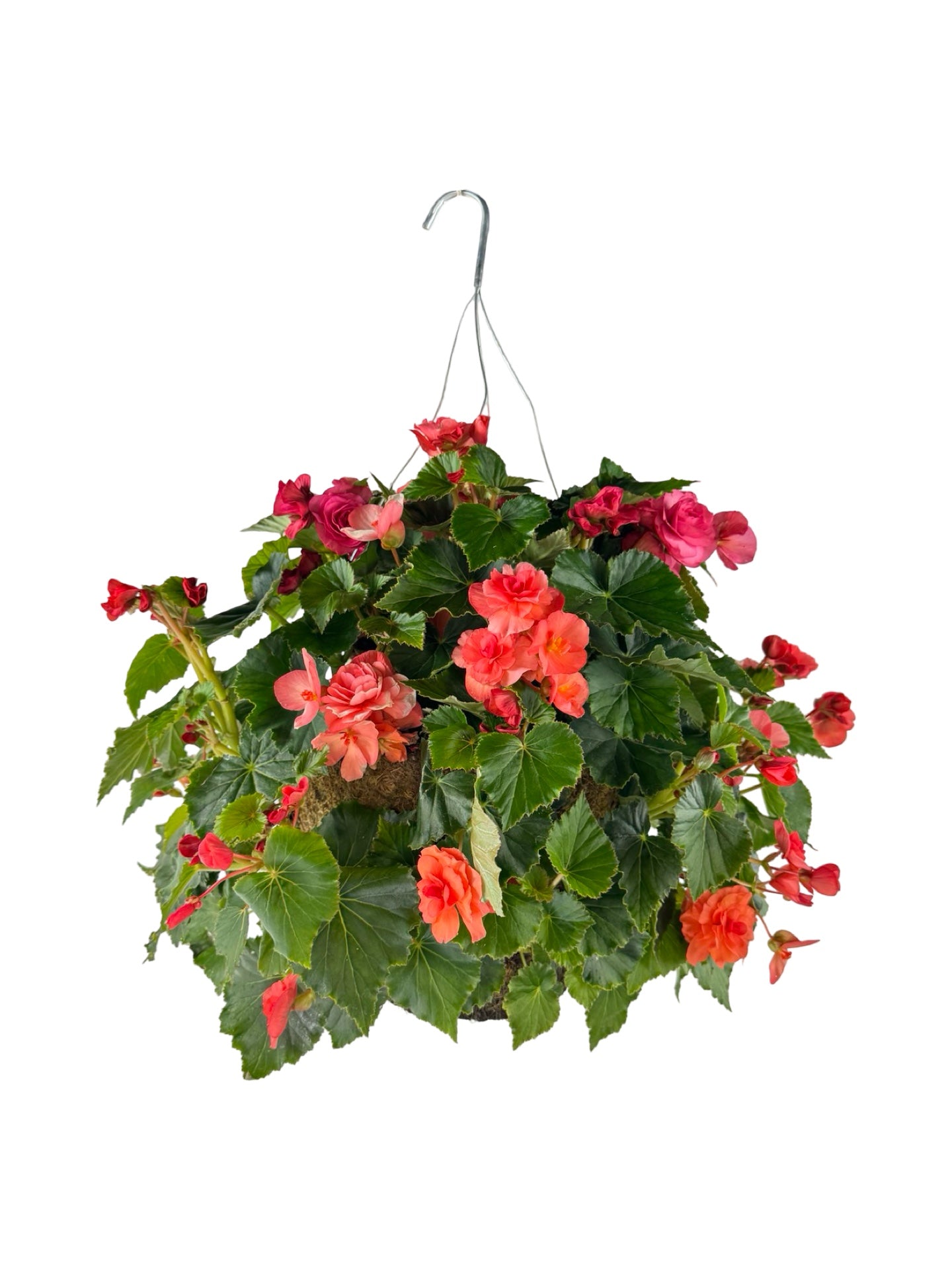 Moss Basket Solenia Begonia - Annuals