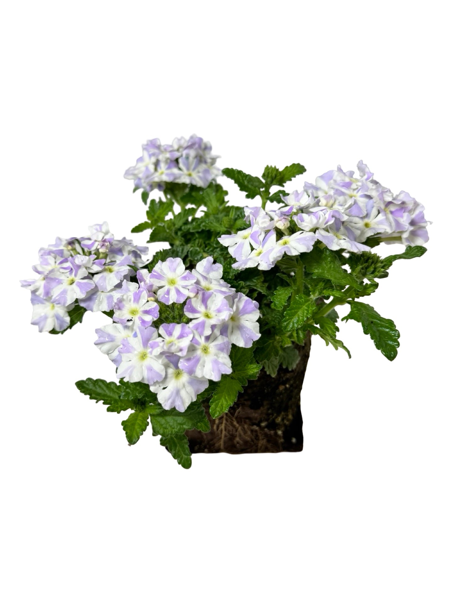 Verbena 'Empress Flair Delft Blue' - Annuals