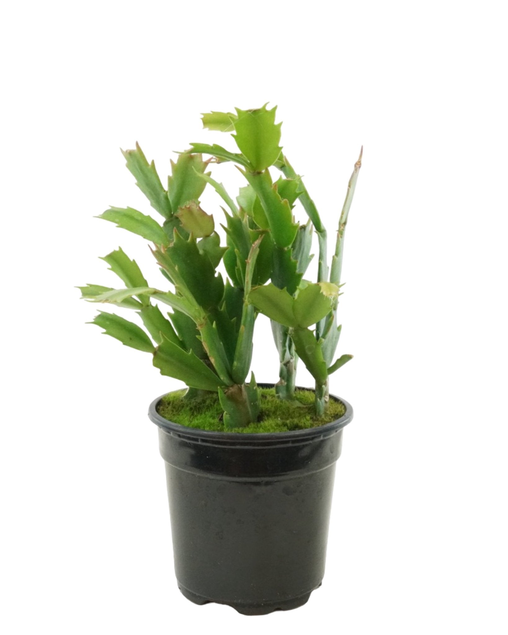 Schlumbergera 'Orange Flame' - The Garden Corner