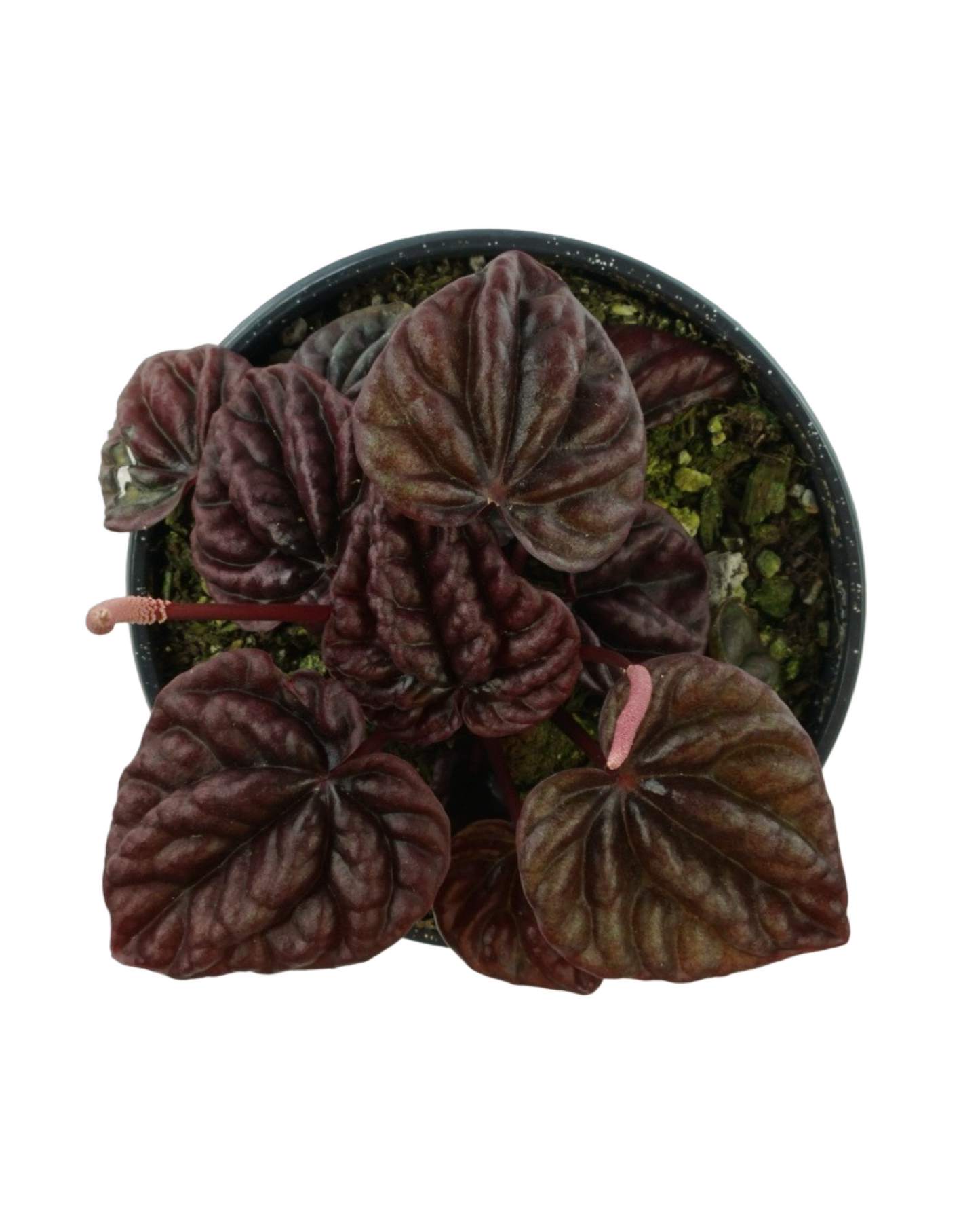 Peperomia 'Raisinet'