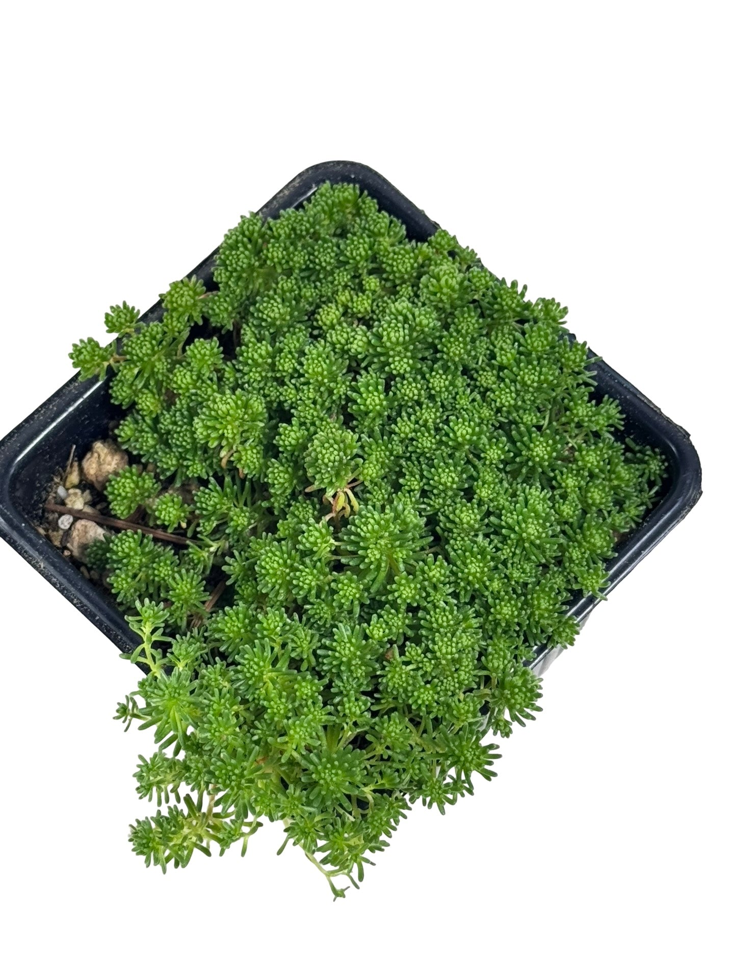 Sedum lydium - Groundcovers