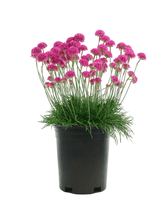 Armeria maritima 'Dusseldorf' - The Garden Corner