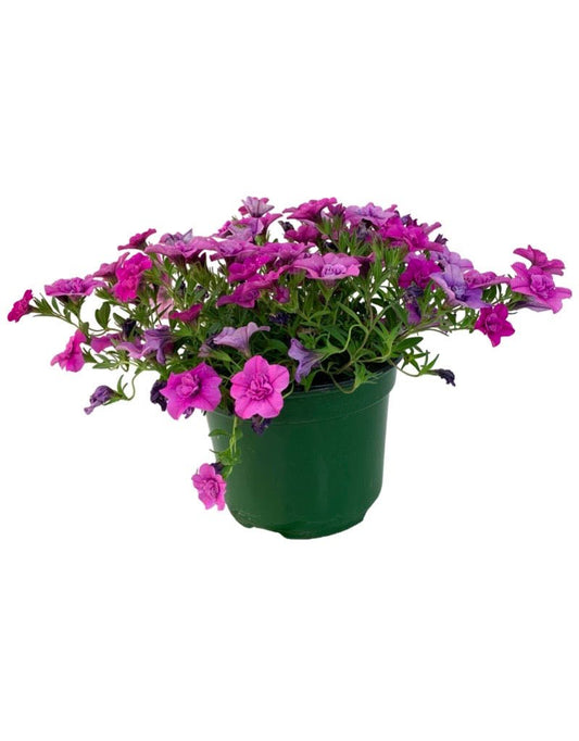 Calibrachoa 'Minifamous Double Pink' - The Garden Corner