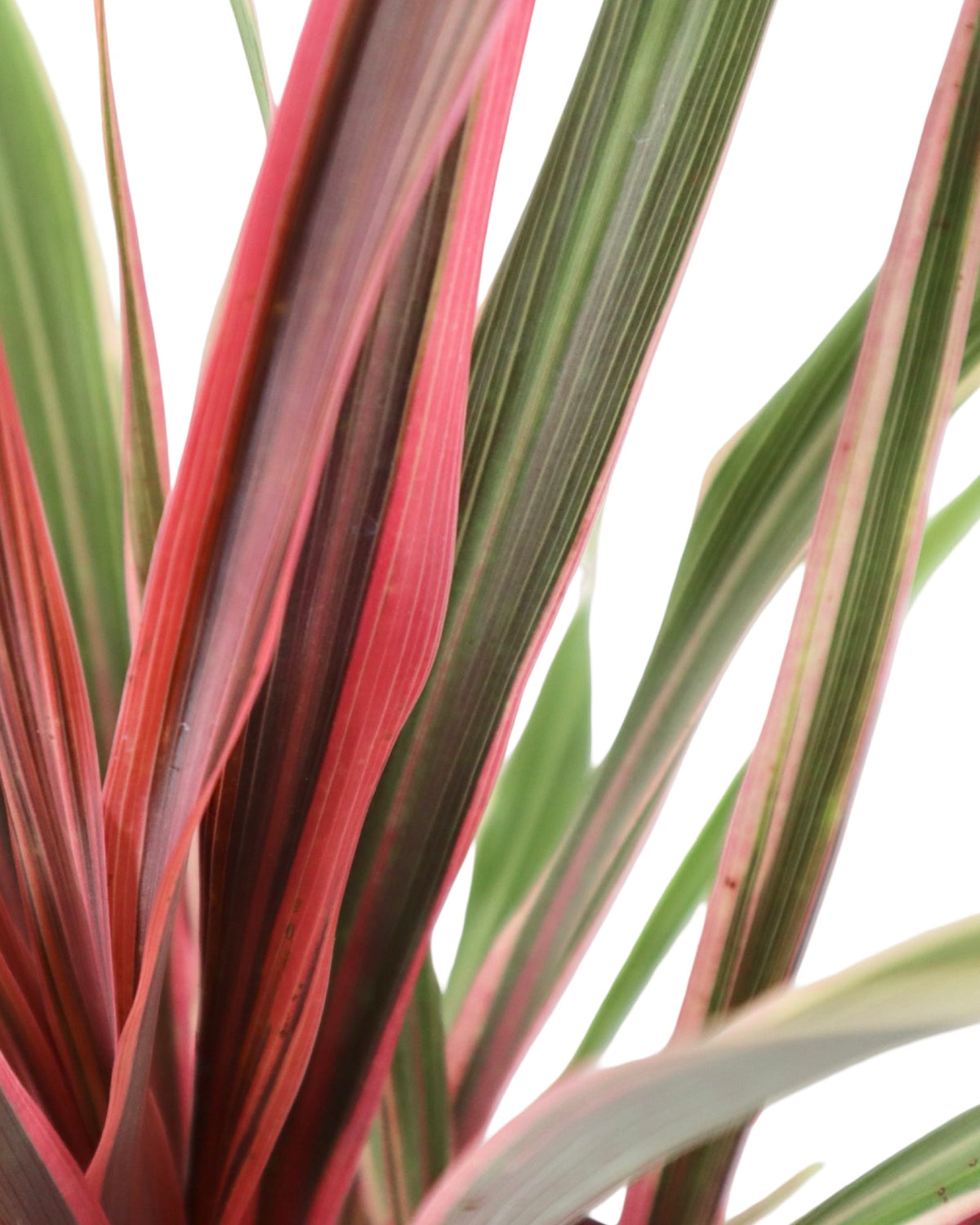 Cordyline 'Dancing Can Can' - Perennials