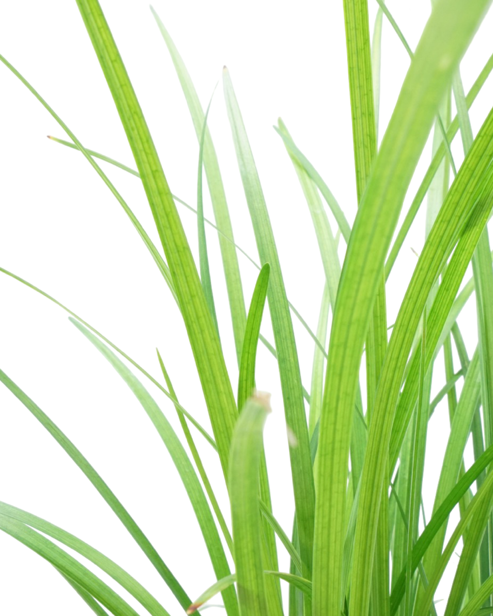 Liriope spicata - Perennials