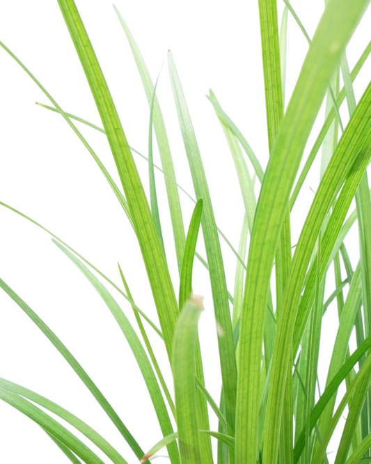Liriope spicata - Perennials