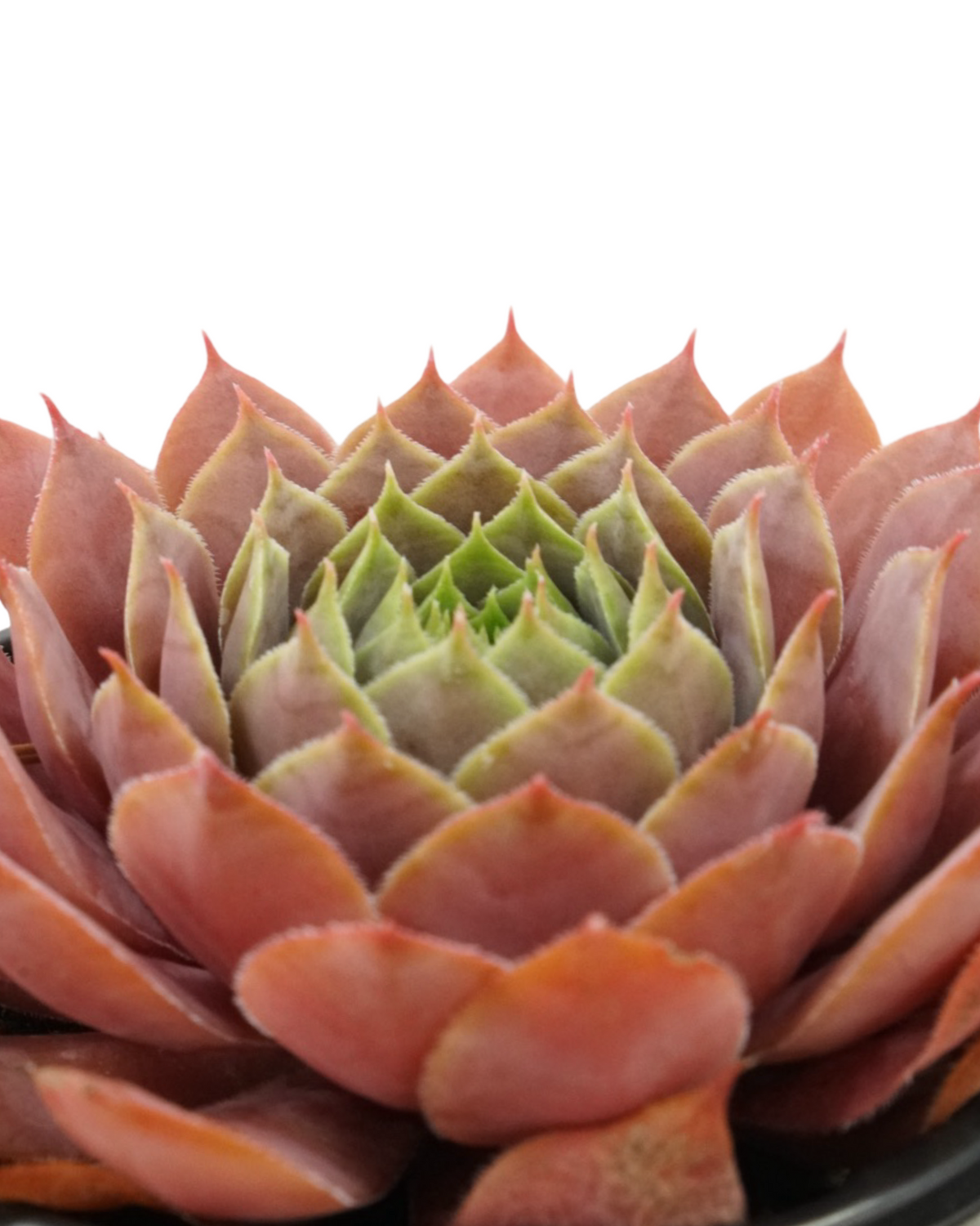 Sempervivum assorted - Groundcovers