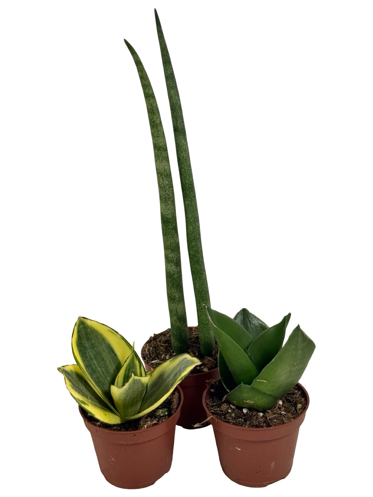 Sansevieria Assorted -