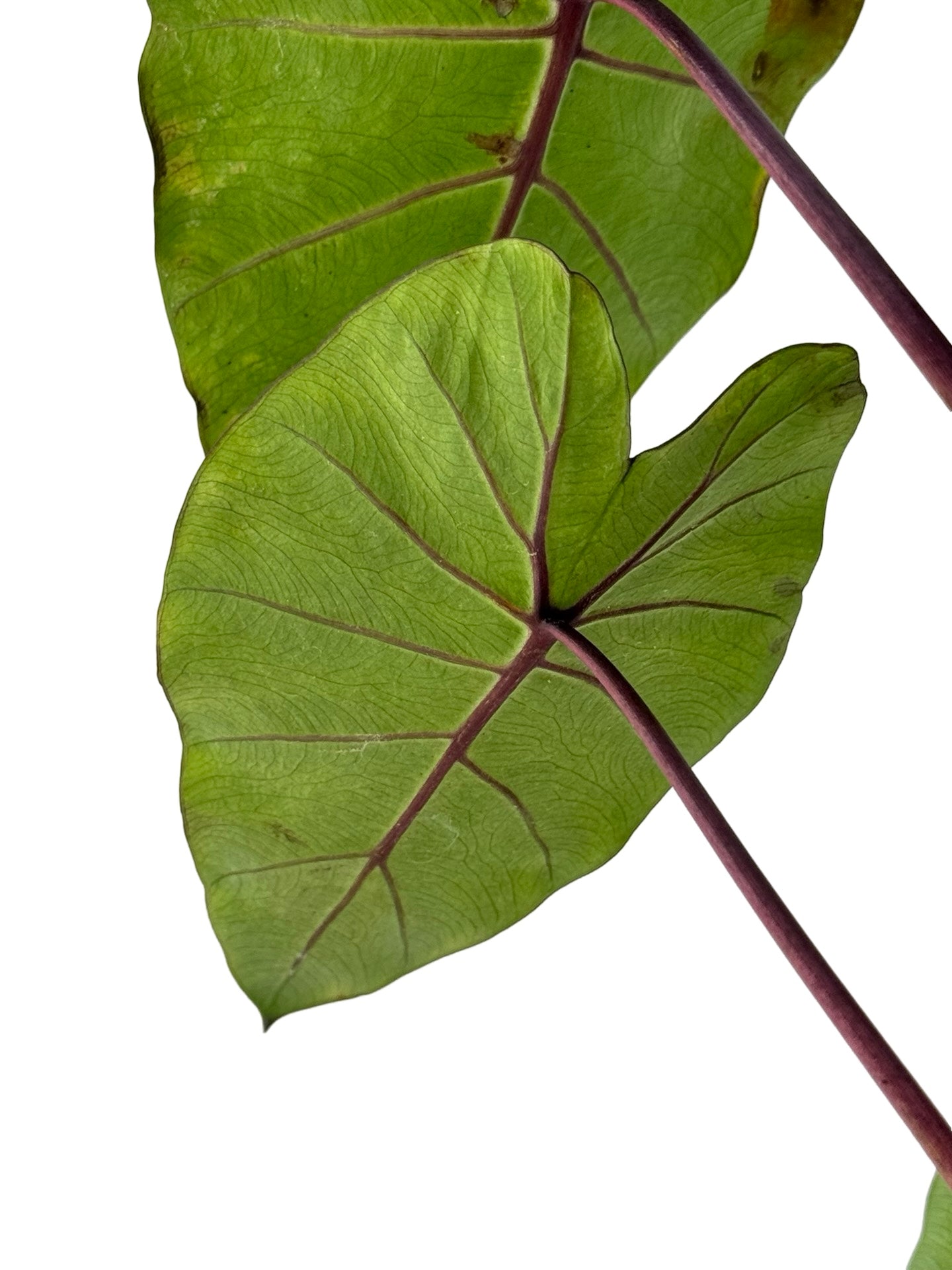 Colocasia Royal Hawaiian® 'Hawaiian Punch' - Perennials
